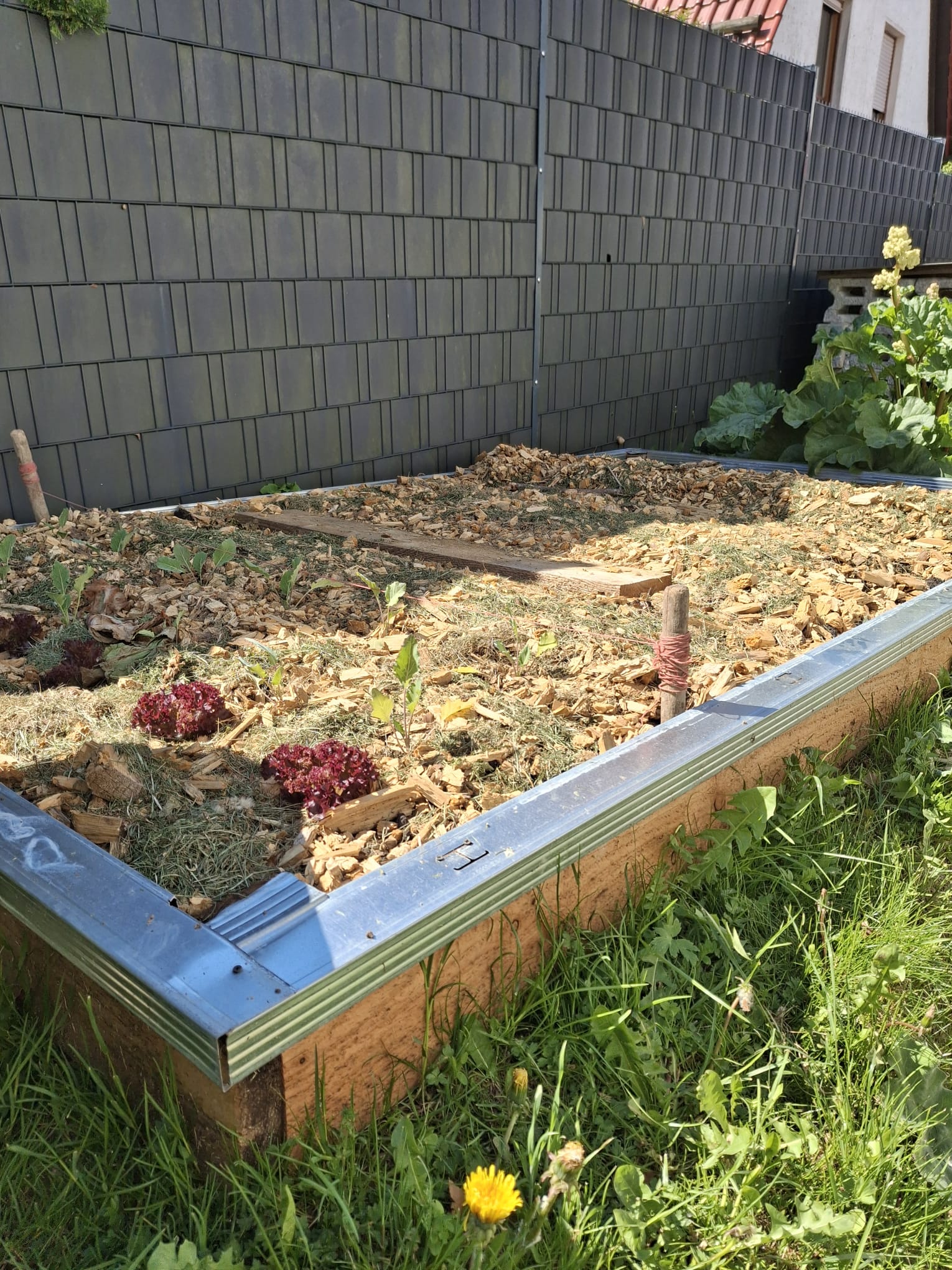 Hochbeet aus Holz und Metall im Garten neben einer dunklen Steinmauer mit jungen Pflanzen und Holzhackschnitzeln bedeckt, umgeben von grünem Gras.