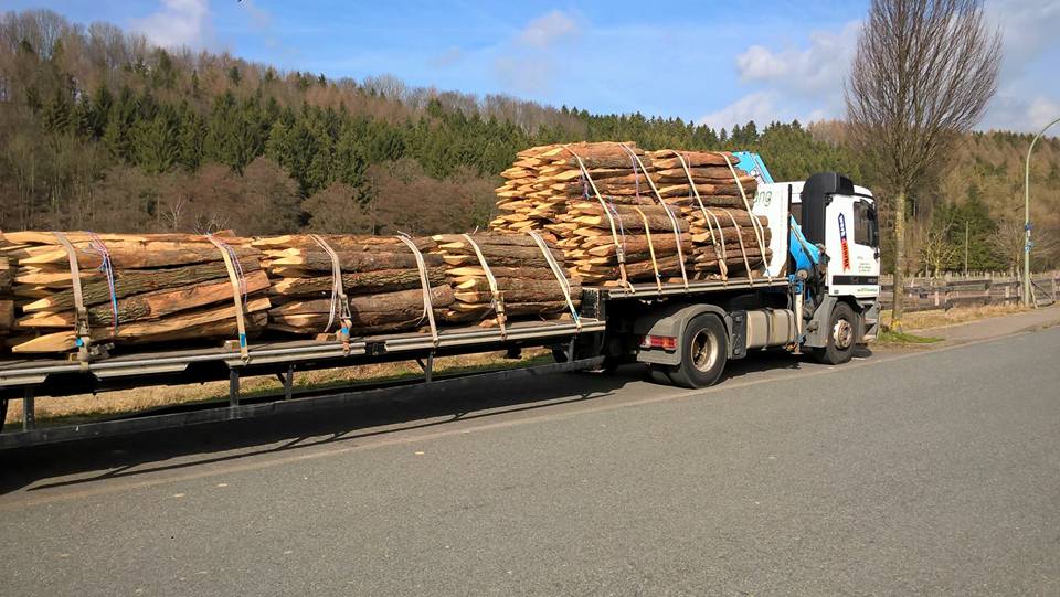 Ein langer Lastwagen transportiert eine große Ladung geschnittener Baumstämme, die mit Schnüren gesichert sind, auf einer Straße mit Wald im Hintergrund.