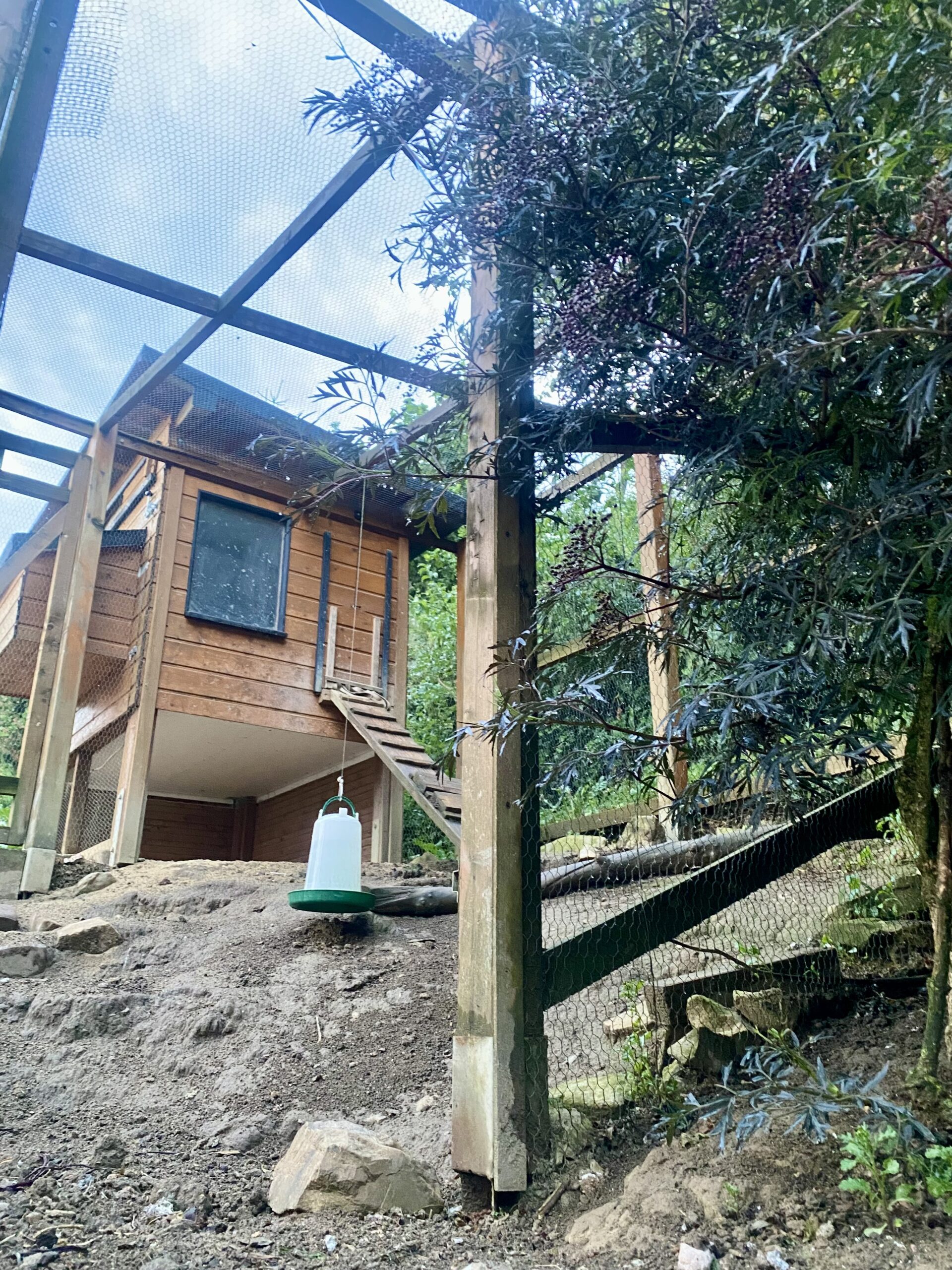 Hühnerstall mit Auslauf (2)